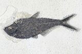 Fossil Fish (Diplomystus) - Green River Formation #179273-1
